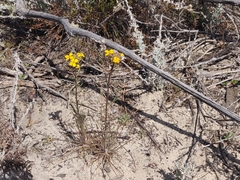 Erysimum teretifolium