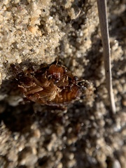 Pheidole pilifera