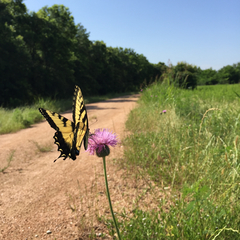 Papilio glaucus glaucus