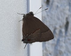 Arzecla tucumanensis