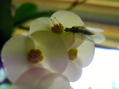 Chrysopidae