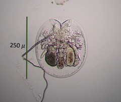 Testudinella