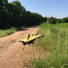 Papilio glaucus glaucus