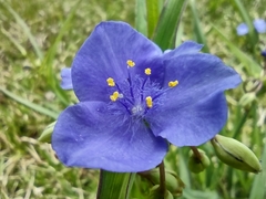 Tradescantia ohiensis