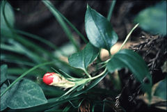 Tripterospermum trinervium