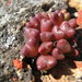 Conophytum albiflorum - Photo (c) Nick Helme, algunos derechos reservados (CC BY-SA), subido por Nick Helme