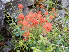 Castilleja applegatei