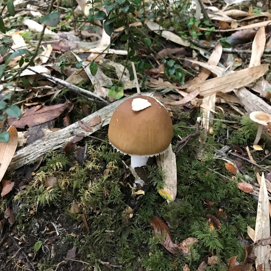 Amanita diemii · April 2022 · photo: © cristianriquelme (iNaturalist, cc-by)