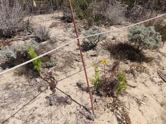 Erysimum teretifolium