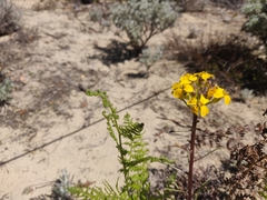 Erysimum teretifolium