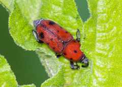 Rhodobaenus tredecimpunctatus