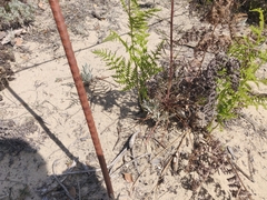 Erysimum teretifolium