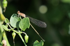 Argentagrion ambiguum