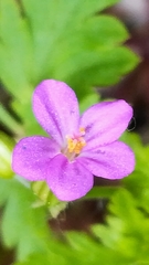 Geranium