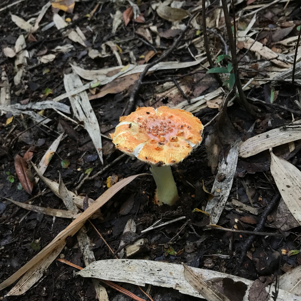 Amanita aurantiovelata · April 2022 · photo: © cristianriquelme (iNaturalist, cc-by)