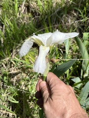 Iris albicans