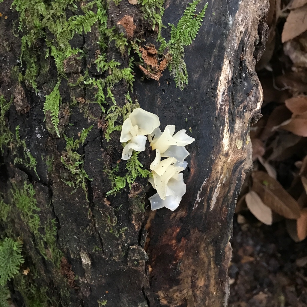 Protohydnum pululahuanum · April 2022 · photo: © cristianriquelme (iNaturalist, cc-by)