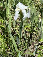 Iris albicans
