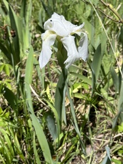 Iris albicans
