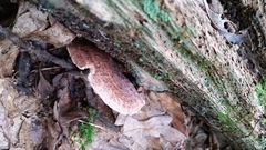 Lactarius quietus incanus