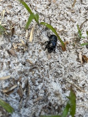 Pasimachus sublaevis