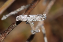 Pseudexentera vaccinii