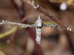 Pseudexentera vaccinii