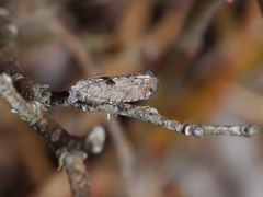 Pseudexentera vaccinii