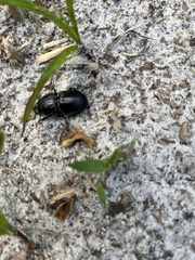 Pasimachus sublaevis