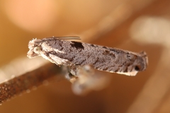 Pseudexentera vaccinii