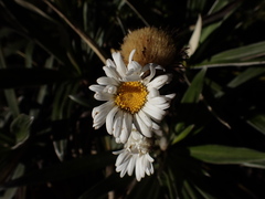 Celmisia spectabilis magnifica