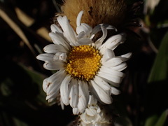 Celmisia spectabilis magnifica