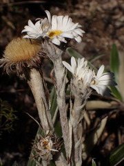 Celmisia spectabilis magnifica