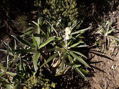 Celmisia spectabilis magnifica