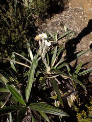 Celmisia spectabilis magnifica