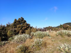 Celmisia spectabilis magnifica