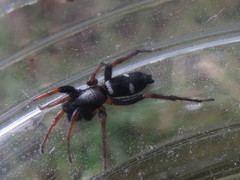 Sergiolus columbianus