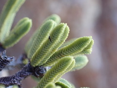 Veronica tetrasticha
