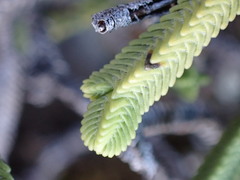 Veronica tetrasticha