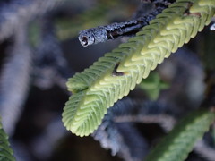 Veronica tetrasticha