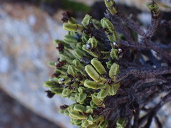 Veronica tetrasticha
