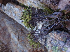 Veronica tetrasticha