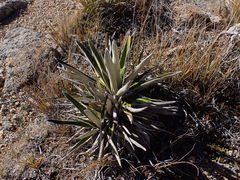 Celmisia spectabilis magnifica