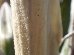 Celmisia spectabilis magnifica