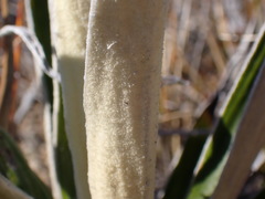 Celmisia spectabilis magnifica