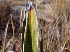 Celmisia spectabilis magnifica