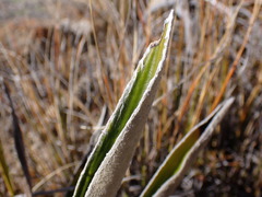 Celmisia spectabilis magnifica