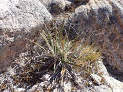 Celmisia ×pseudolyallii