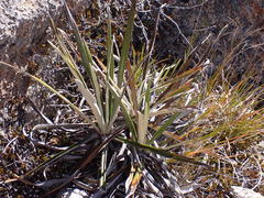 Celmisia ×pseudolyallii
