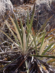 Celmisia ×pseudolyallii